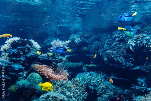 Fototapeta Naklejka Na Ścianę i Meble -  Colorful underwater offshore rocky reef with coral and sponges and small tropical fish swimming by in a blue ocean