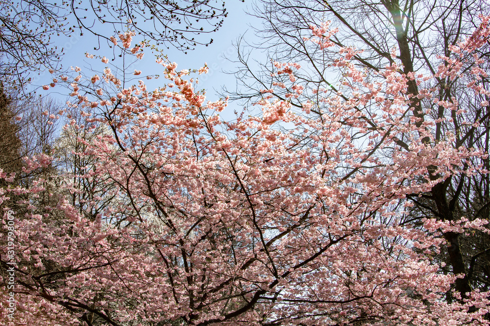 Magnolia branches in the garden near the house. Flowering Magnolia tree Magnolia branches in the garden near the house. Flowering Magnolia tree