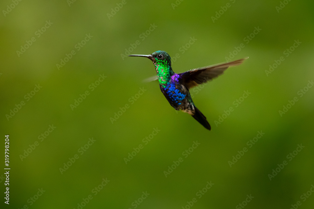 Fototapeta premium Green-crowned woodnymph (Thalurania colombica fannyi) is a hummingbird in the family Trochilidae.