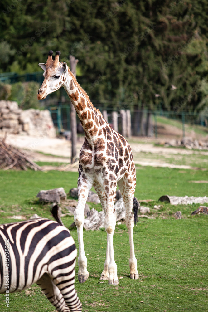 Obraz premium Giraffe walks in nature among the trees in summer