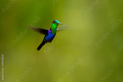 Green-crowned woodnymph (Thalurania colombica fannyi) is a hummingbird in the family Trochilidae.