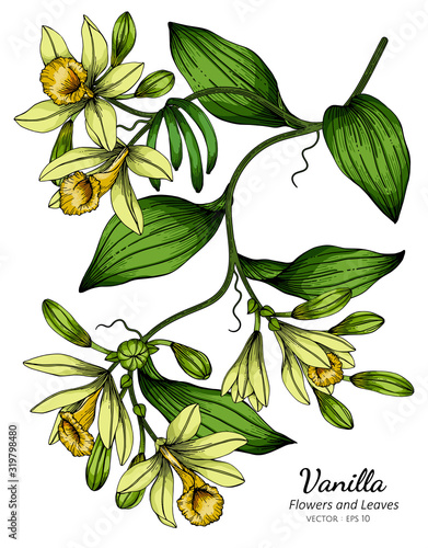 Vanilla flower and leaf drawing illustration with line art on white backgrounds.