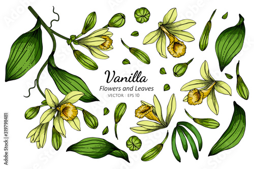 Set of Vanilla flower and leaf drawing illustration with line art on white backgrounds.