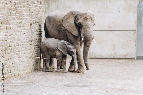 Baby elephant near big mother in zoo