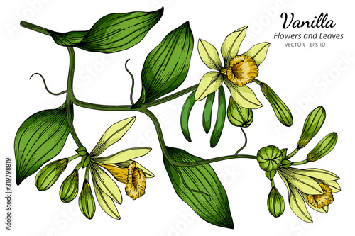 Vanilla flower and leaf drawing illustration with line art on white backgrounds.
