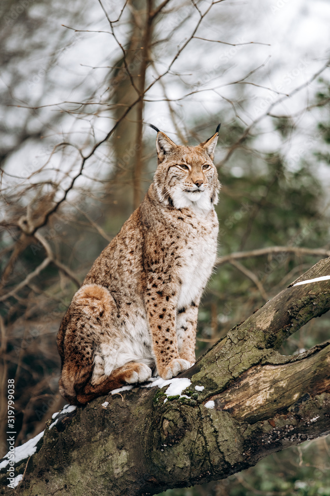 Fototapeta premium Lynx climbs trees on a Sunny winter day
