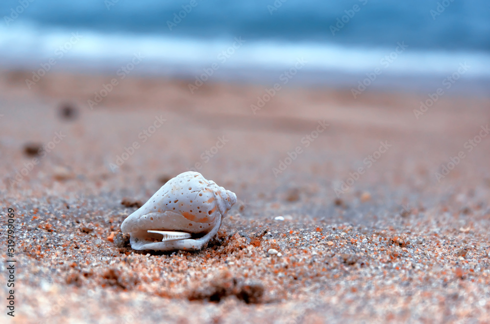Seashell on the beach
