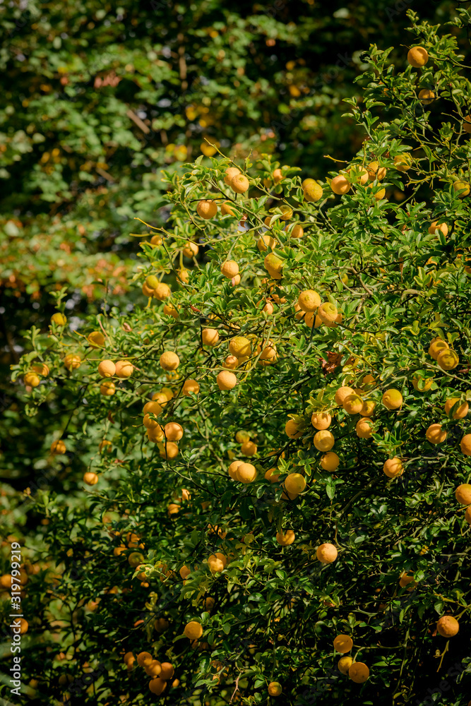 mandarin fruits on a tree. Orange tree. fresh orange on plant