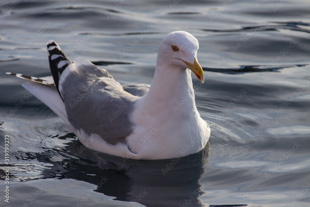 Seagull hunting for food on the winter sea in Nordland county Seagull hunting for food on the winter sea in Nordland county