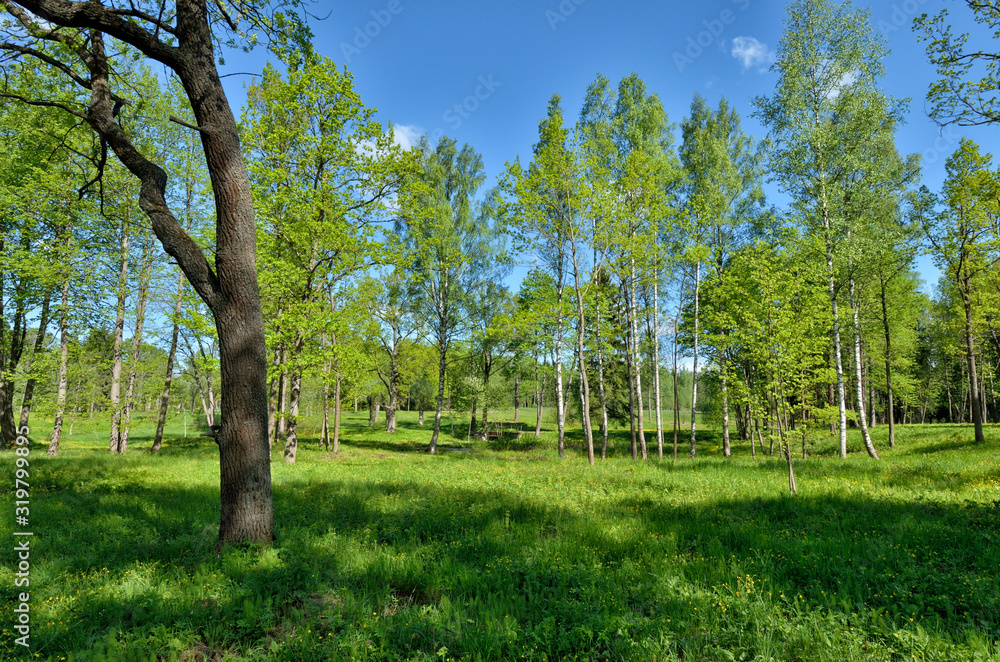 Beautiful forest landscape. Beautiful forest landscape.