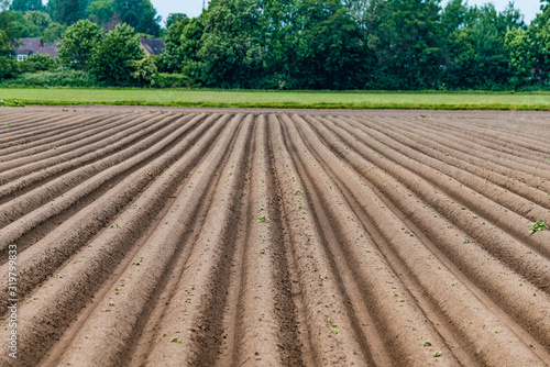 Agriculture landscape. Ploughing field.  Freshly planted potato field