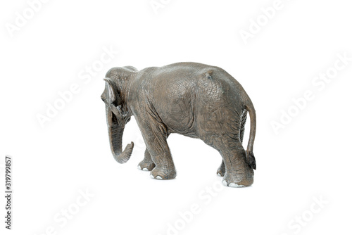 Portrait of an elephant isolated on the white background.