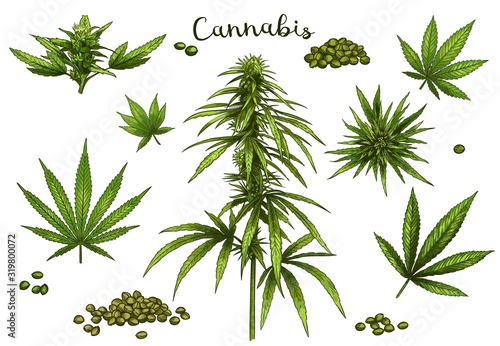 Color hand drawn cannabis. Green hemp plant seeds, sketch cannabis leaf and marijuana bud vector illustration set. Bundle of elegant detailed natural drawings of wild hemp foliage and inflorescences.