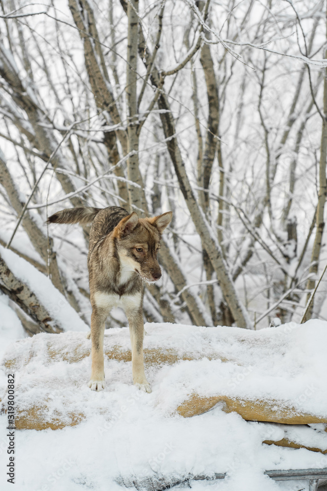 Naklejka premium puppies dogs on snow background in the courtyard
