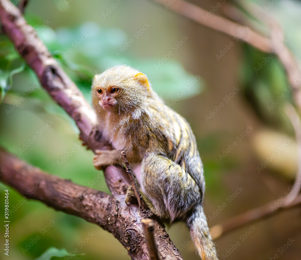 Beautiful Pygmy Marmoset or Dwarf Monkey sitting on a branch among green foliage Beautiful Pygmy Marmoset or Dwarf Monkey sitting on a branch among green foliage