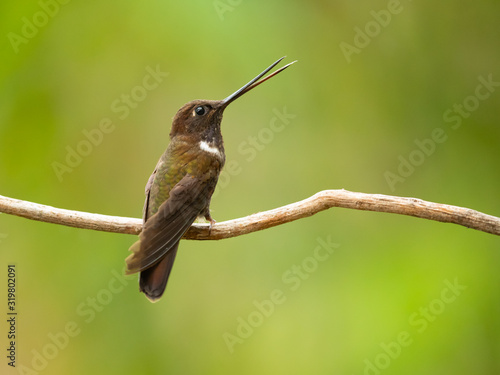 Brown inca (Coeligena wilsoni) is a species of hummingbird found in forests between 1000 and 2800 m along the Pacific slope of the Andes from western Colombia to southern Ecuador.