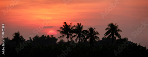 Silhouette coconut tree at sunset in countryside, panoramic landscape