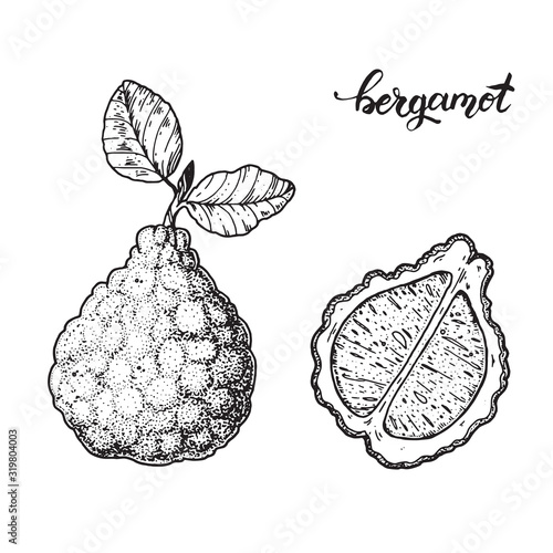 Bergamot hand drawn sketch, vector illustration. Bergamot slice.