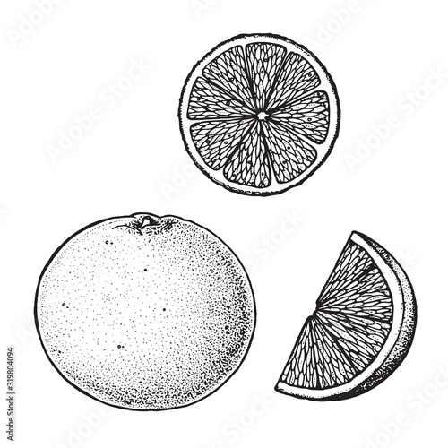 Grapefruit hand drawn sketch, vector illustration. Grapefruit slice.