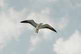 A seagull in flight with the blue sky and clouds on the background on a sunny day at noon. Photo from below 