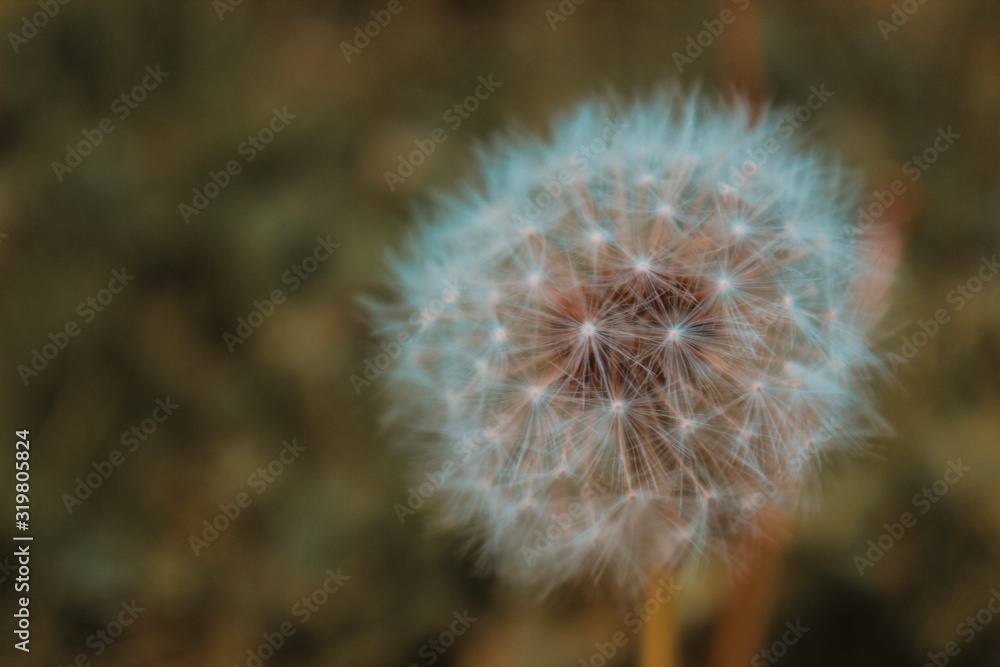 Obraz premium dandelion on green background