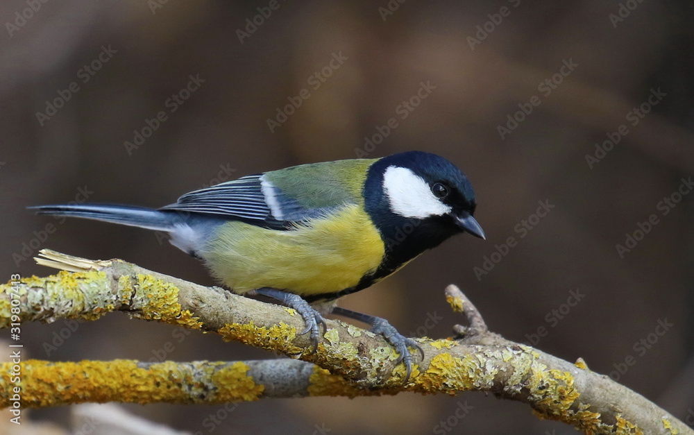 Fototapeta premium Great tit on branch background, Parus major