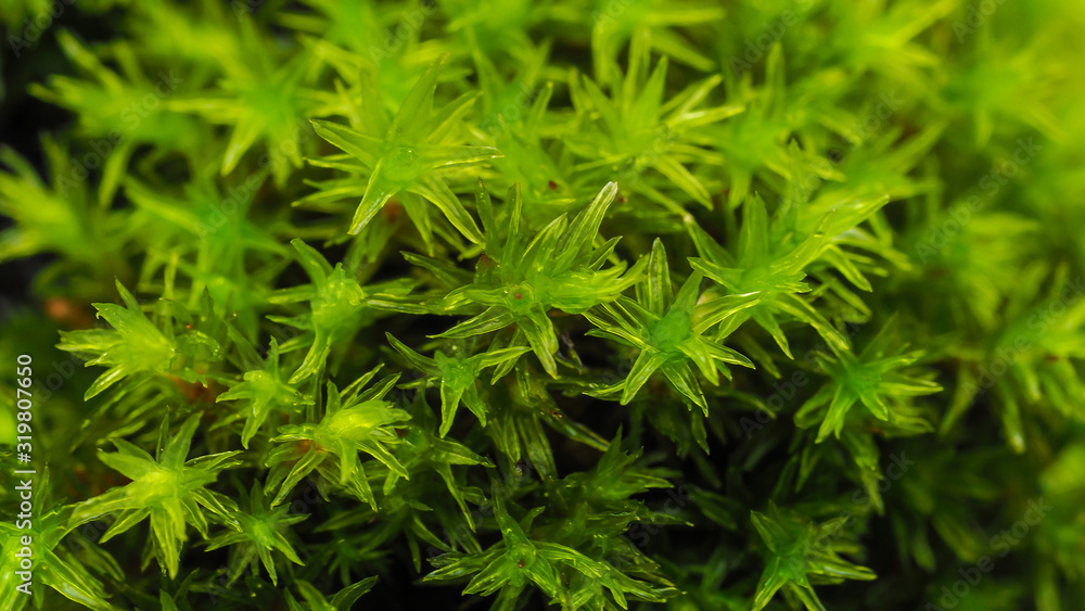 Extreme closeup of a beautiful group of rare decorative green moss on a tree trunk, selective focusing. Background concept. Extreme closeup of a beautiful group of rare decorative green moss on a tree trunk, selective focusing. Background concept.
