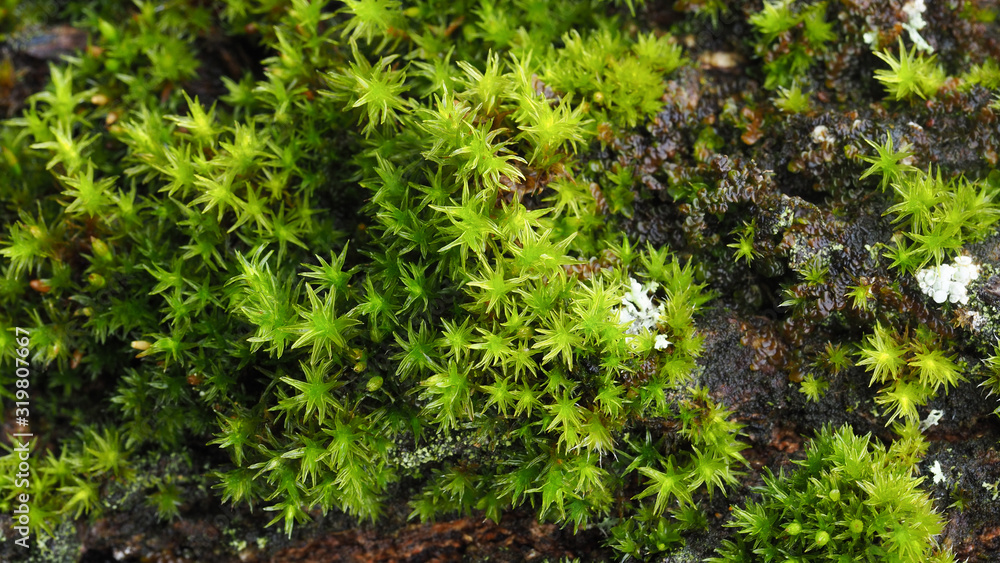 Extreme closeup of a beautiful group of rare decorative green moss on a tree trunk, selective focusing. Background concept. Extreme closeup of a beautiful group of rare decorative green moss on a tree trunk, selective focusing. Background concept.