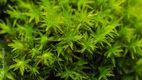Extreme closeup of a beautiful group of rare decorative green moss on a tree trunk, selective focusing. Background concept.