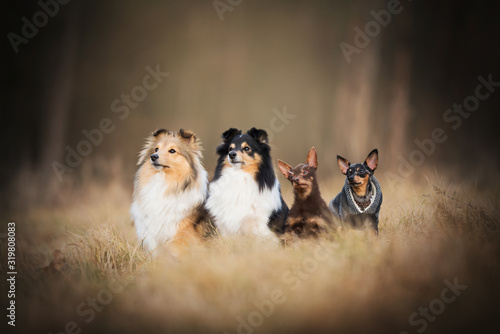 Dog pack - on meadow photo