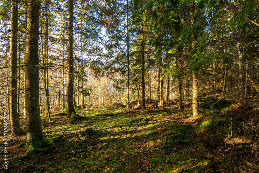Fototapeta premium ścieżka w lesie