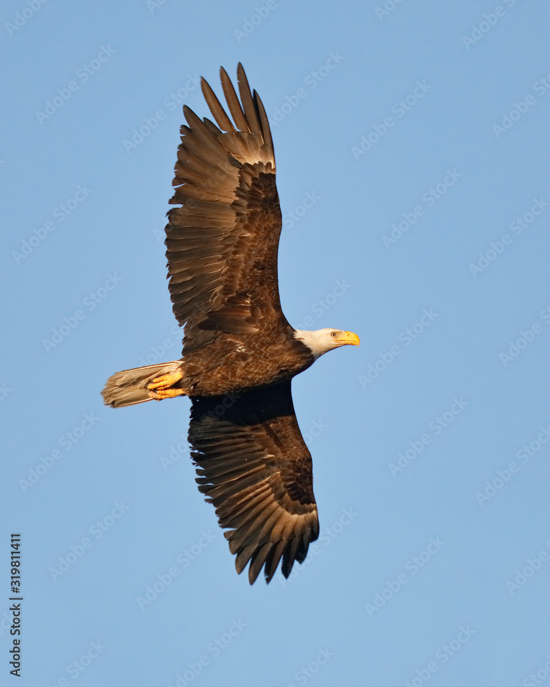 Adult Bald Eagle soaring overhead Adult Bald Eagle soaring overhead