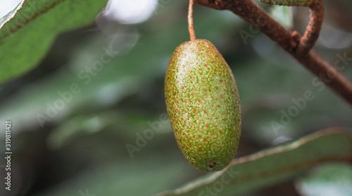 Closeup of autumn olive fruits, eleagnus umbellata, become orange when ripe, sweet delicious taste.