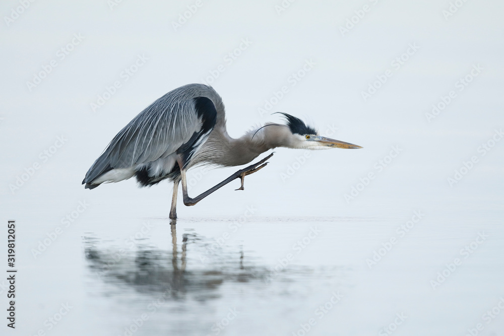 Obraz premium Great Blue Heron scratching its head