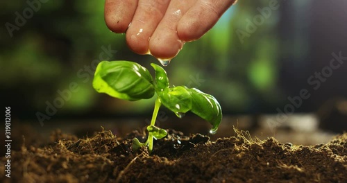 Closeup hands seeding plants in garden in spring.	