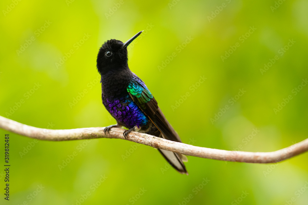 Velvet-purple coronet (Boissonneaua jardini) is a species of hummingbird in the family Trochilidae. It is found in humid foothill forest on the West Andean slope in western Colombia and north-western 