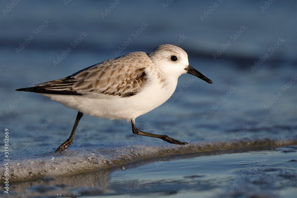 Sanderling running along a Georgia beach in winter Sanderling running along a Georgia beach in winter