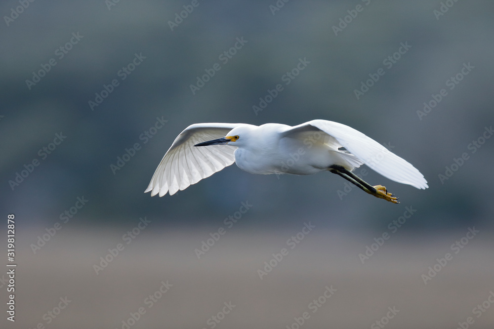 Snowy Egret in flight over a saltwater marsh Snowy Egret in flight over a saltwater marsh