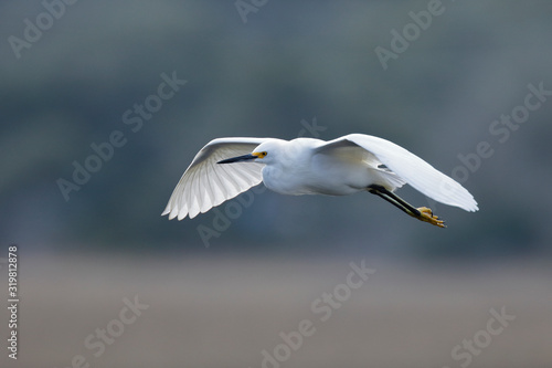 Snowy Egret in flight over a saltwater marsh