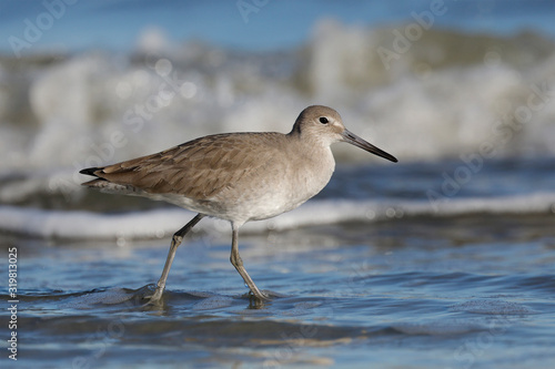 Willet foraging on a beach in winter