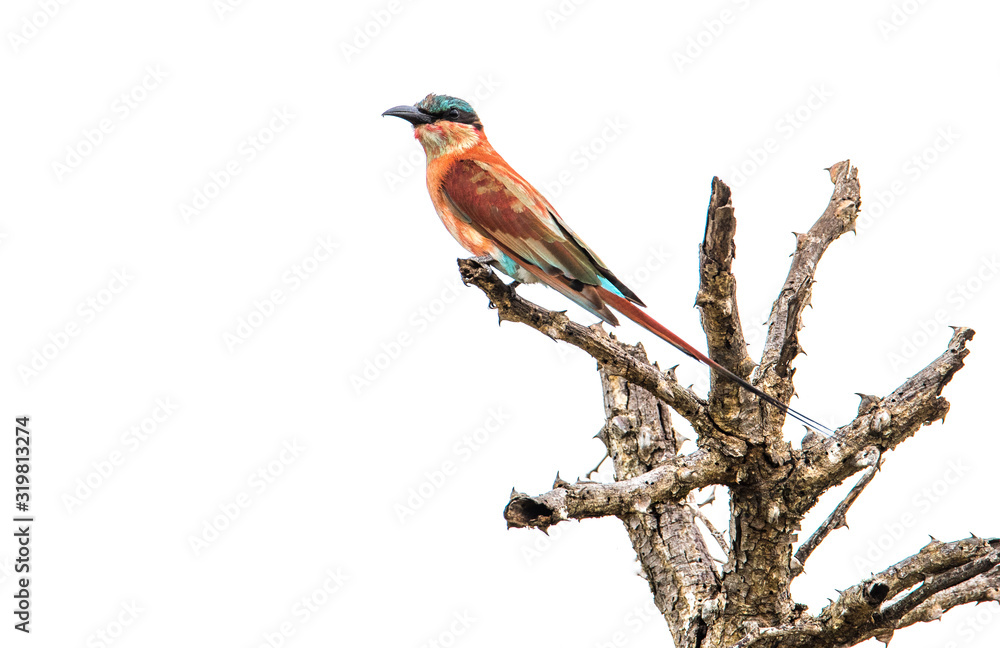 Fototapeta premium Vogel (Bienenfresser / Southern carmine Bee-eater) vor weissem Hintergrund