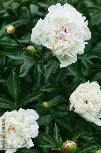 white peonies in the evening garden after the rain. beautiful natural background. moody floral  vertical frame