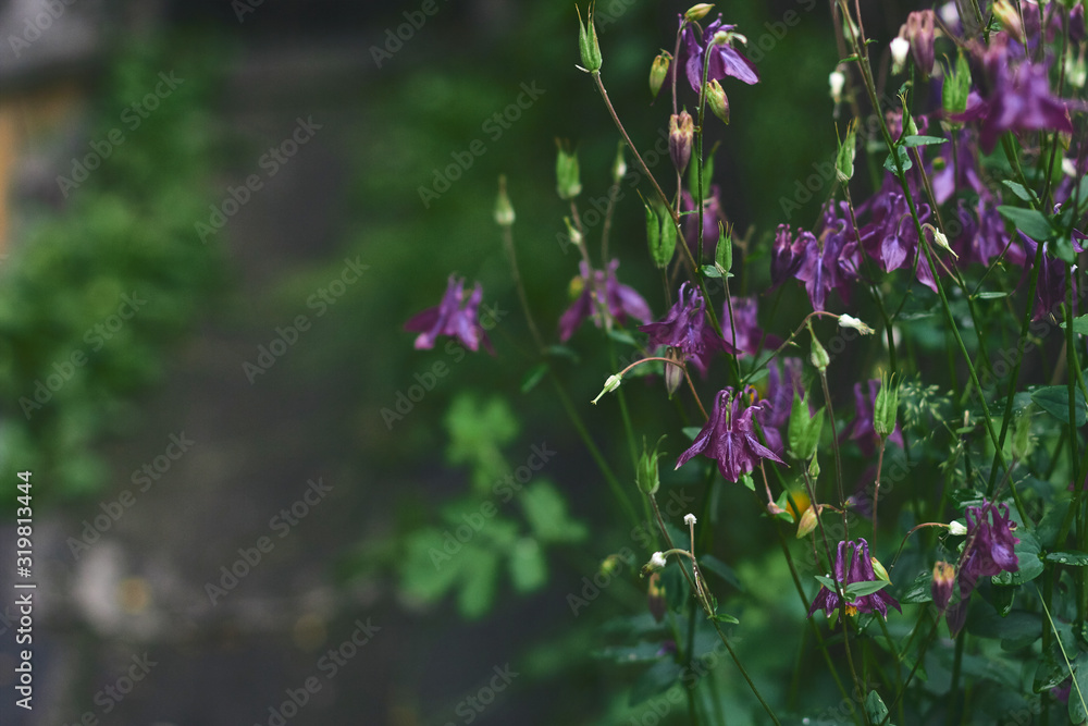 beautiful purple Aquilegia flowers in the garden. selective focus, copy space beautiful purple Aquilegia flowers in the garden. selective focus, copy space