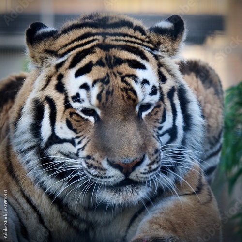 Fototapeta Naklejka Na Ścianę i Meble -  Thoughtful Tiger 