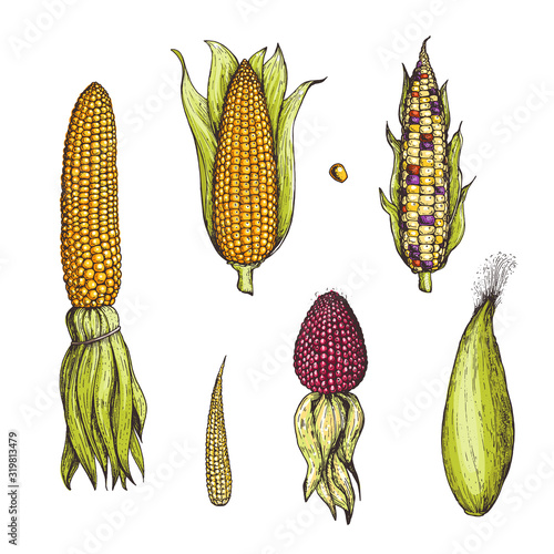 Corn hand drawn vector illustration. Corn collection illustration.