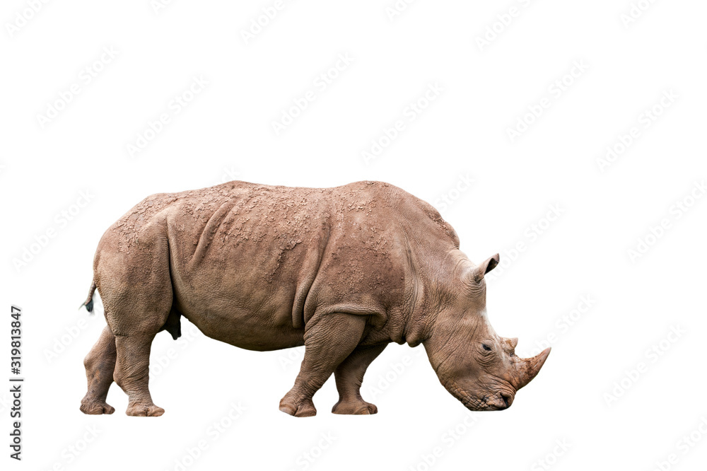 White rhino / Square-lipped rhinoceros (Ceratotherium simum) female against white background White rhino / Square-lipped rhinoceros (Ceratotherium simum) female against white background