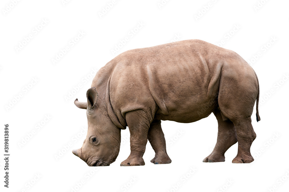 White rhino / Square-lipped rhinoceros (Ceratotherium simum) calf against white background