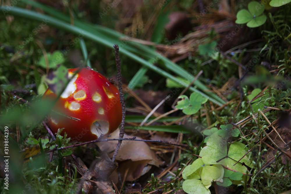 Amanita poisonous mushroom in the forest. Amanita poisonous mushroom in the forest.