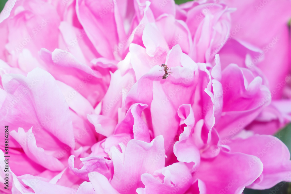 Fototapeta premium petals of large pink chrysanthemums close-up. macro, selective focus