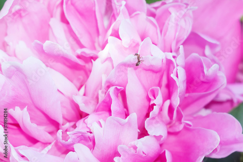 petals of large pink chrysanthemums close-up. macro, selective focus